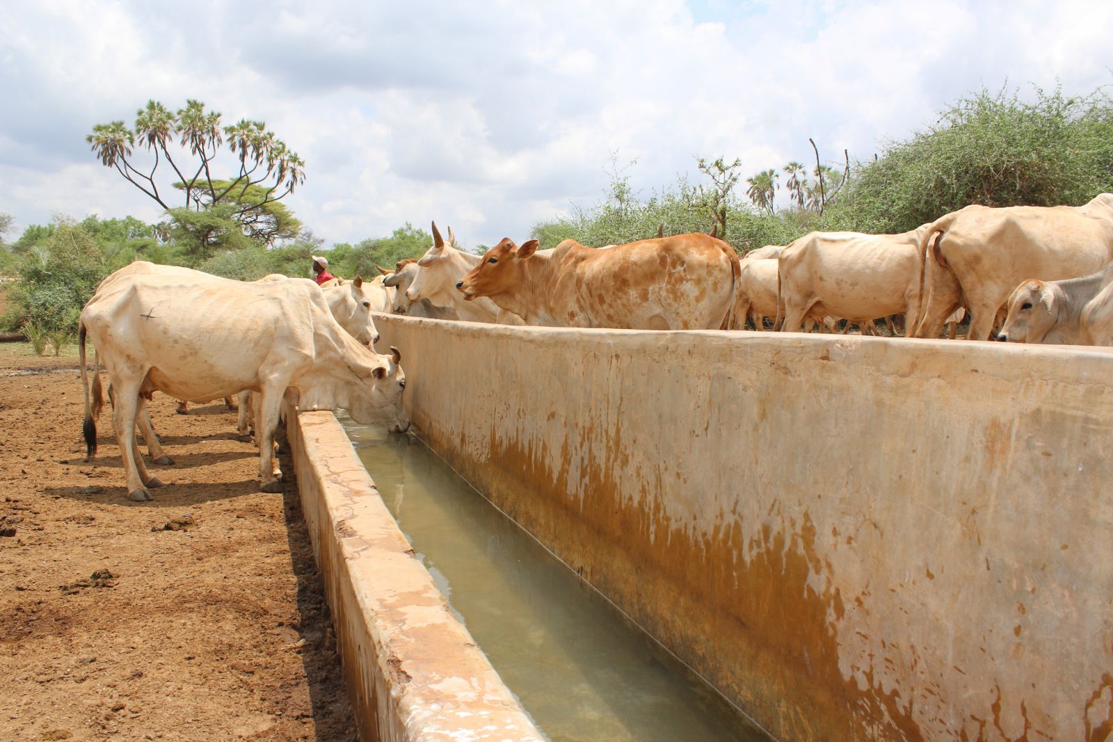 Cattle drink at a water point in El-Molity, Isiolo County (Zoe Cormack, 2015)