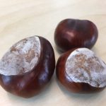 Picture of conkers