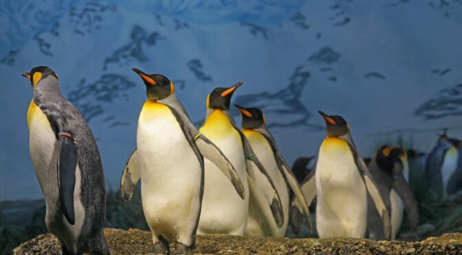 Image of a flock of penguins on a rock