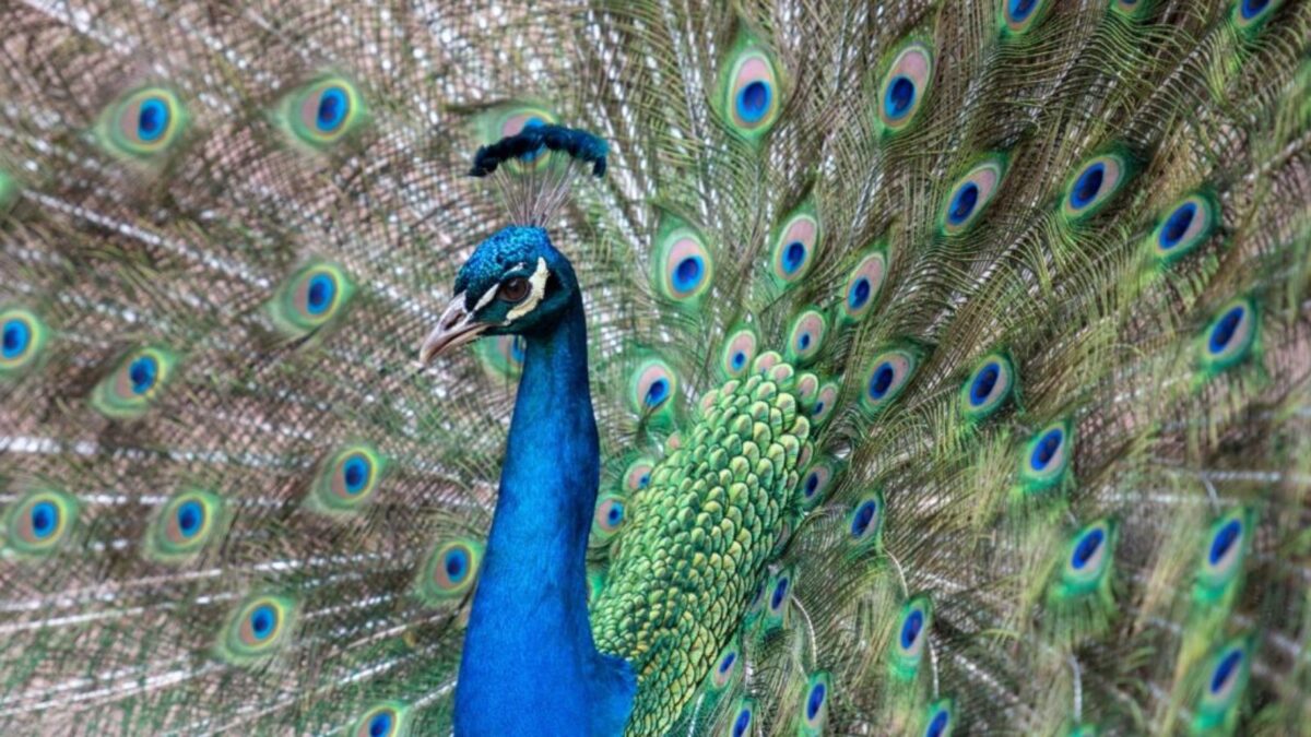 Peacock revealing its tail