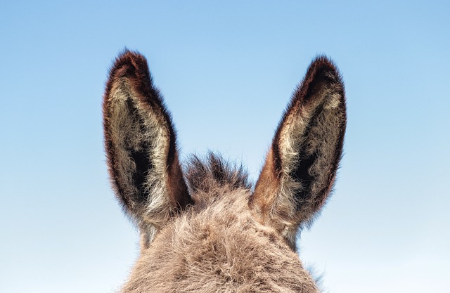 Donkey ears against a blue sky
