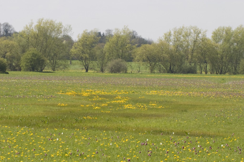 Cricklade Floodplain Meadow. Credit: Mike Dodd and Emma Rothero