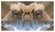 Sheep heads