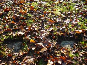 Autumn leaves on the ground in Leavesden Graveyard