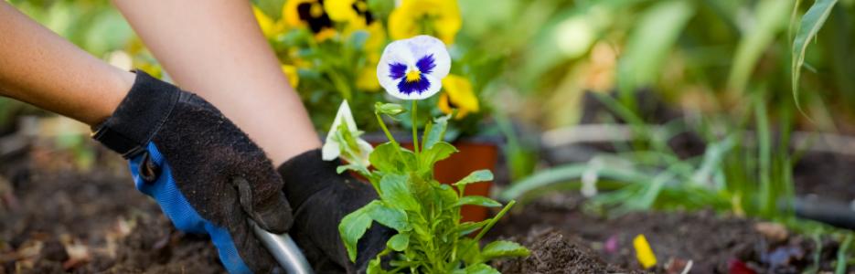 someone planting a pansy in the garden
