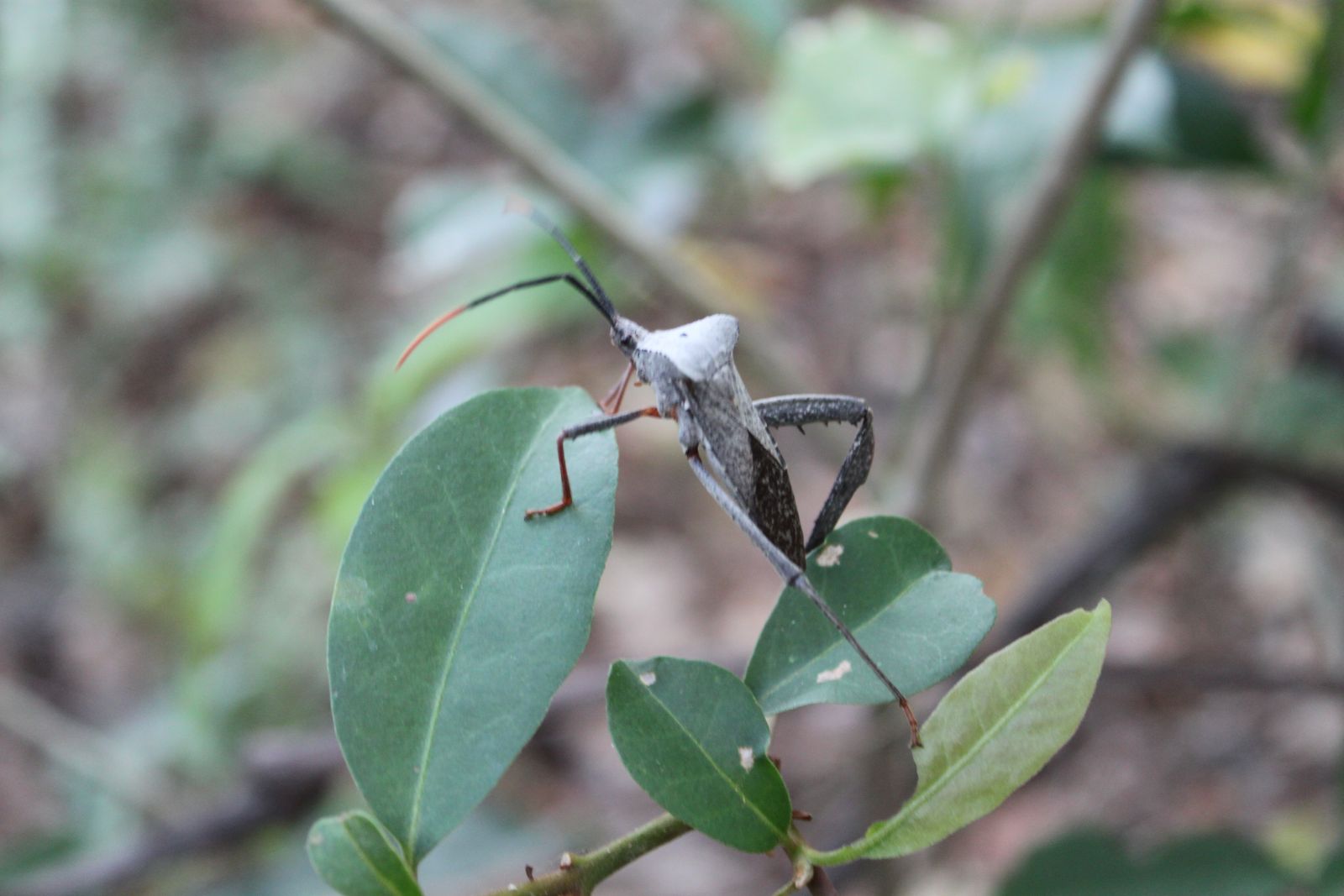 Insect in Masaya dry forest