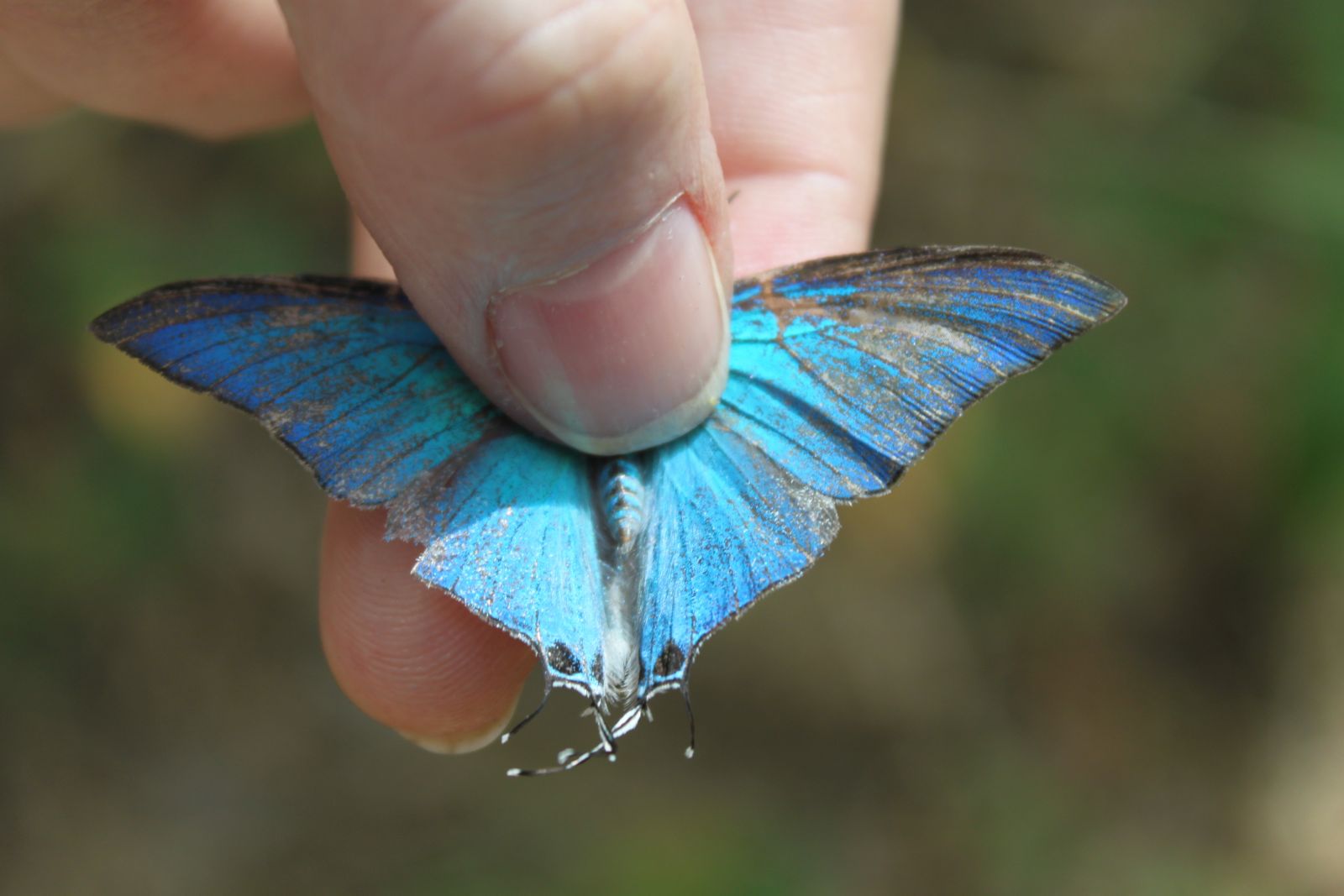 Butterfly in Masaya dry forest