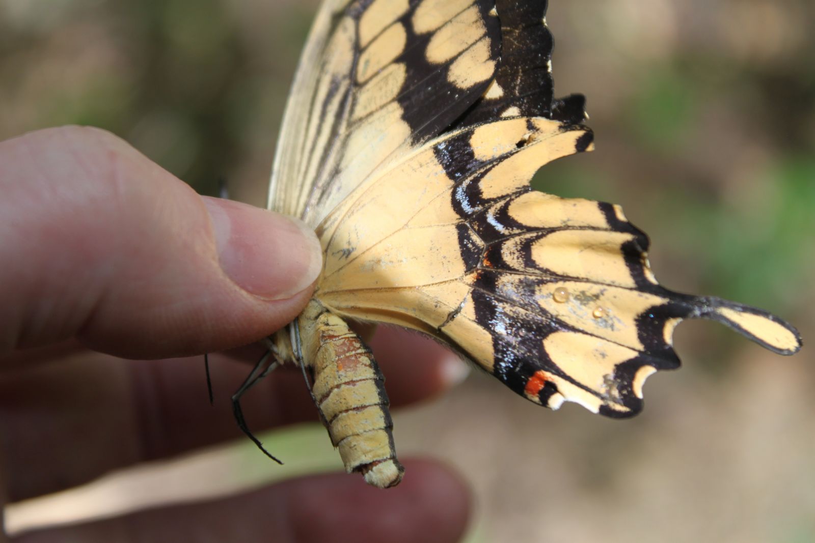 Butterfly in Masaya dry forest