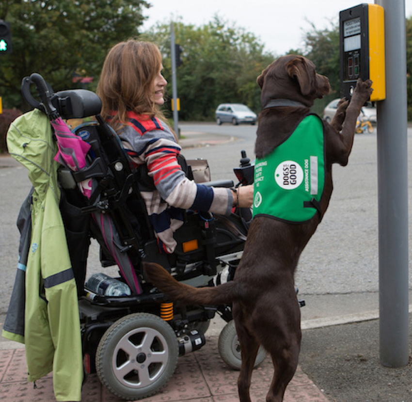 Dog Smart Homes Improving Accessibility For Mobility Assistance Dogs 