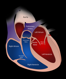 tour de france cyclist resting heart rate