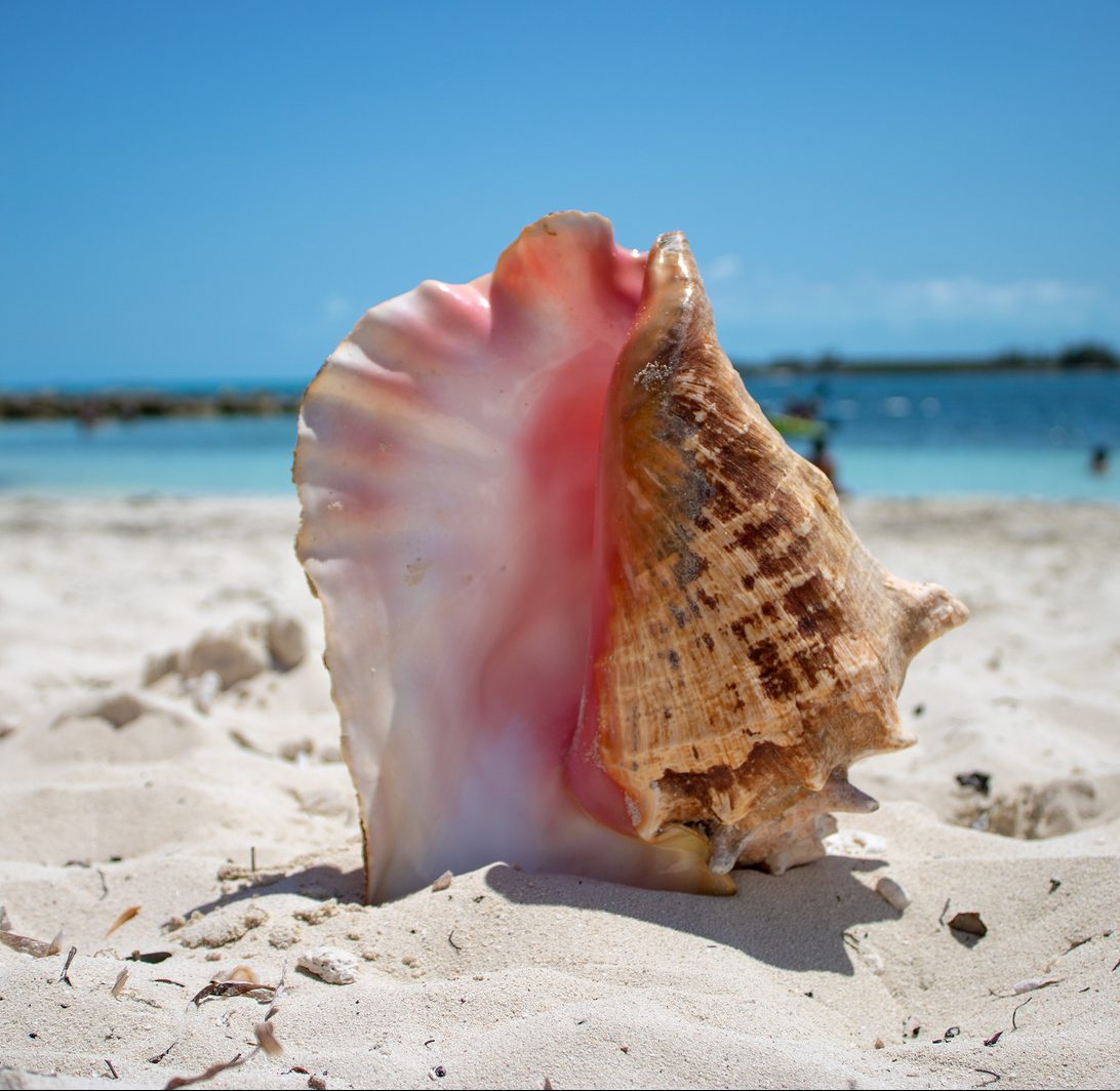 Close Up Of A Large Beautiful Shell On A Tropical Sandy Beach