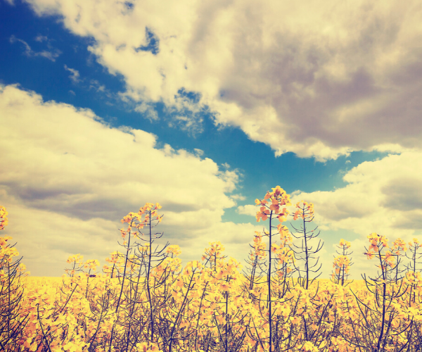 Partly cloudy sky with field of wild flowers