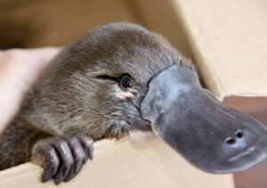 Platypus in a box