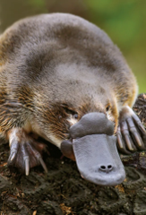 Careers advice: Be more platypus
