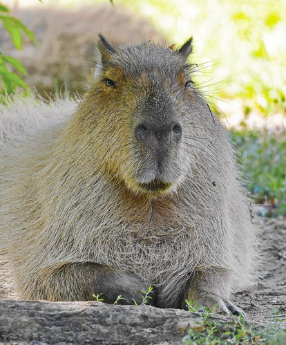 Image of a capybara looking at the camera.