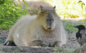 A Cabybara 