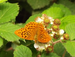 fritillary