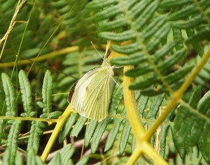 green-veined