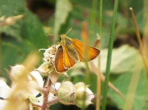 skipper