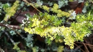 lichen