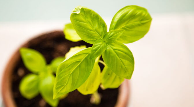 Fresh green basil plant in a pot