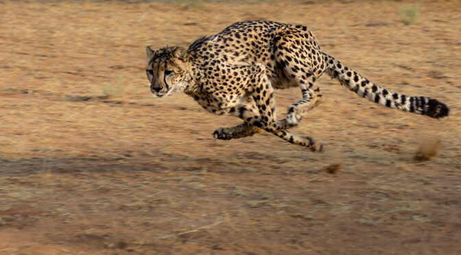 Image of a cheetah running over sand