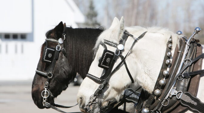 Image of horses in harnesses