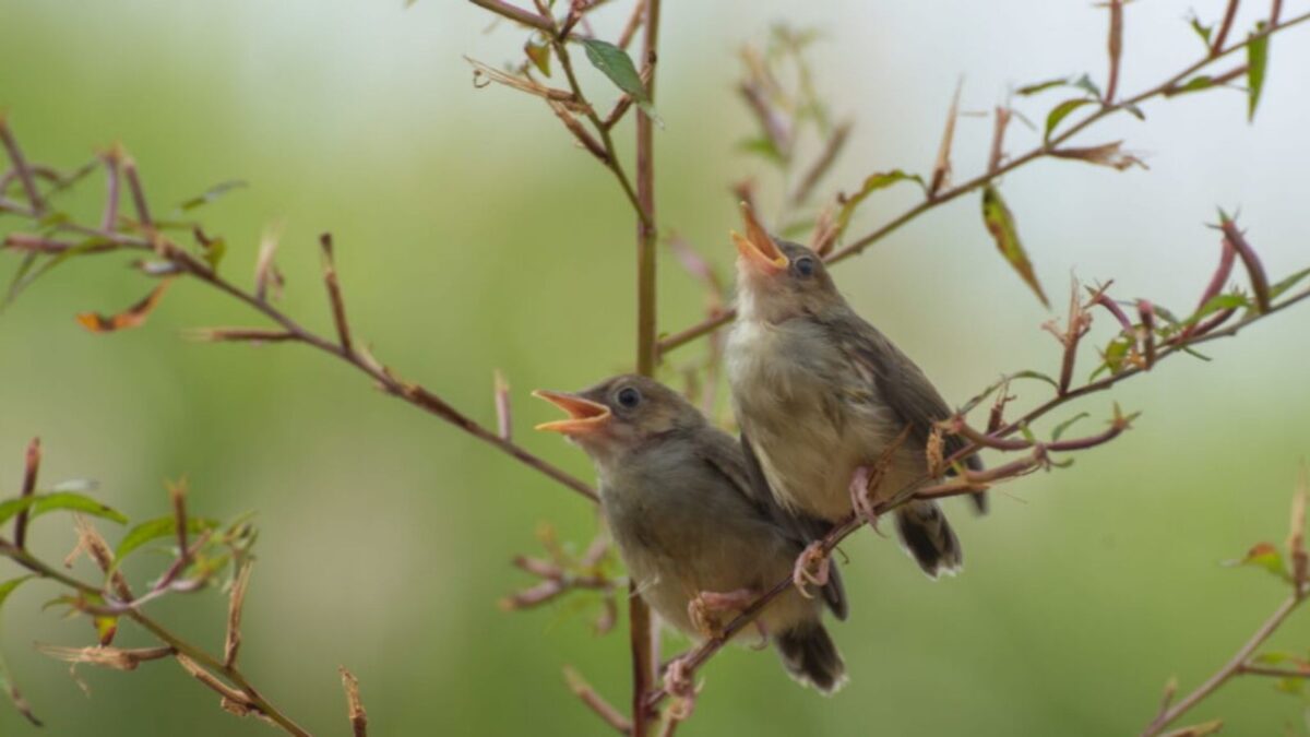 Sparrows on a branch singing