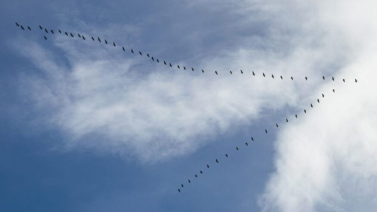 Geese flying in formation