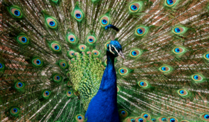 photo of a peacock displaying his feathers
