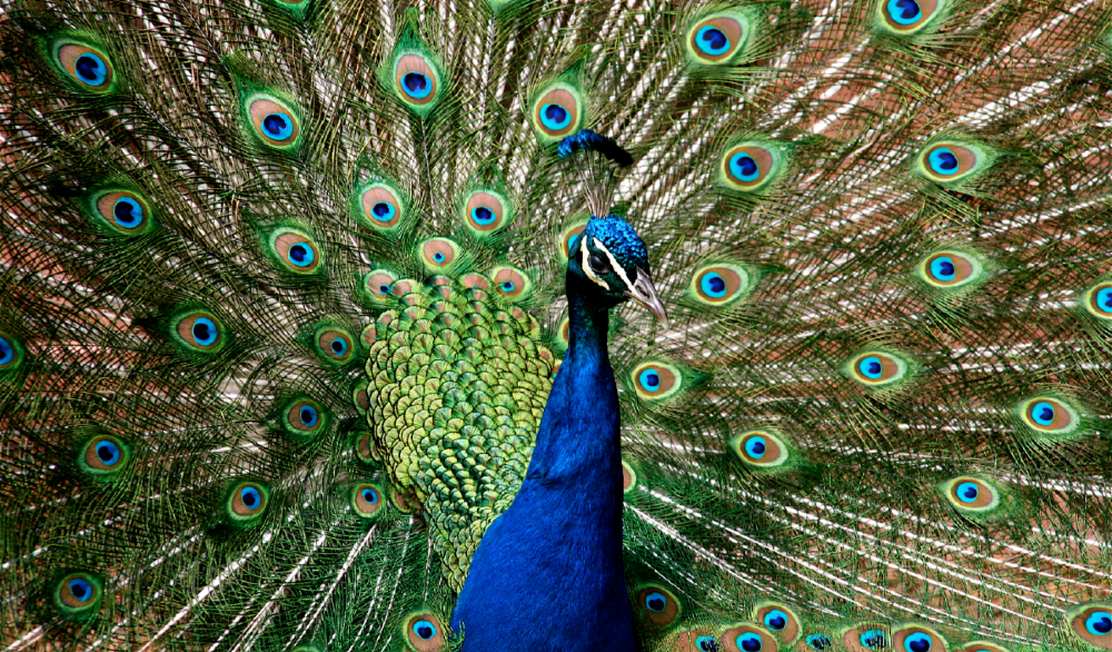 A peacock showing his full plumage