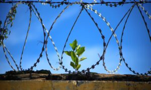 A plant grows from a brick wall, surrounded by barbed wire