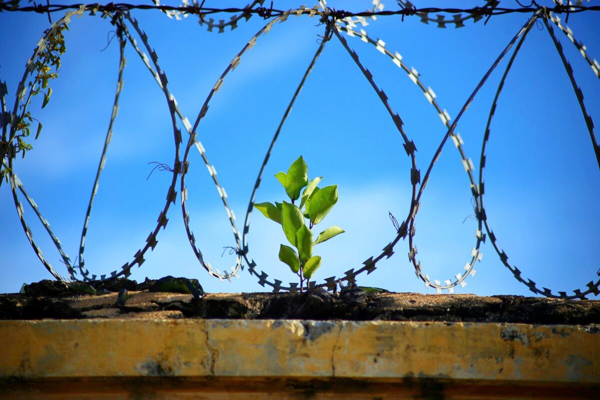 A plant grows from a brick wall, surrounded by barbed wire