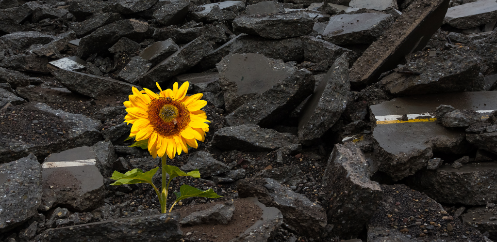 Sunflower growing on a pile of rubble.
