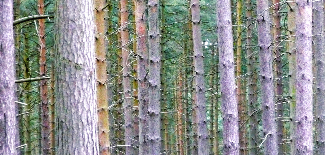 A close in view of a forest with a thick stand of pine tree trunks. There are green pine branches also visible.