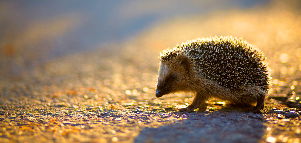 A hedgehog on a gravel path in the golden sunlight.