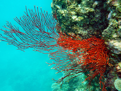 great barrier reef photo