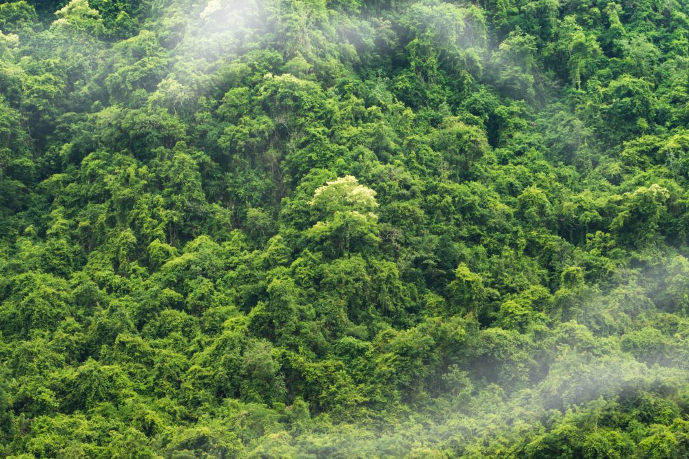 Amazon Rainforest - Brazil