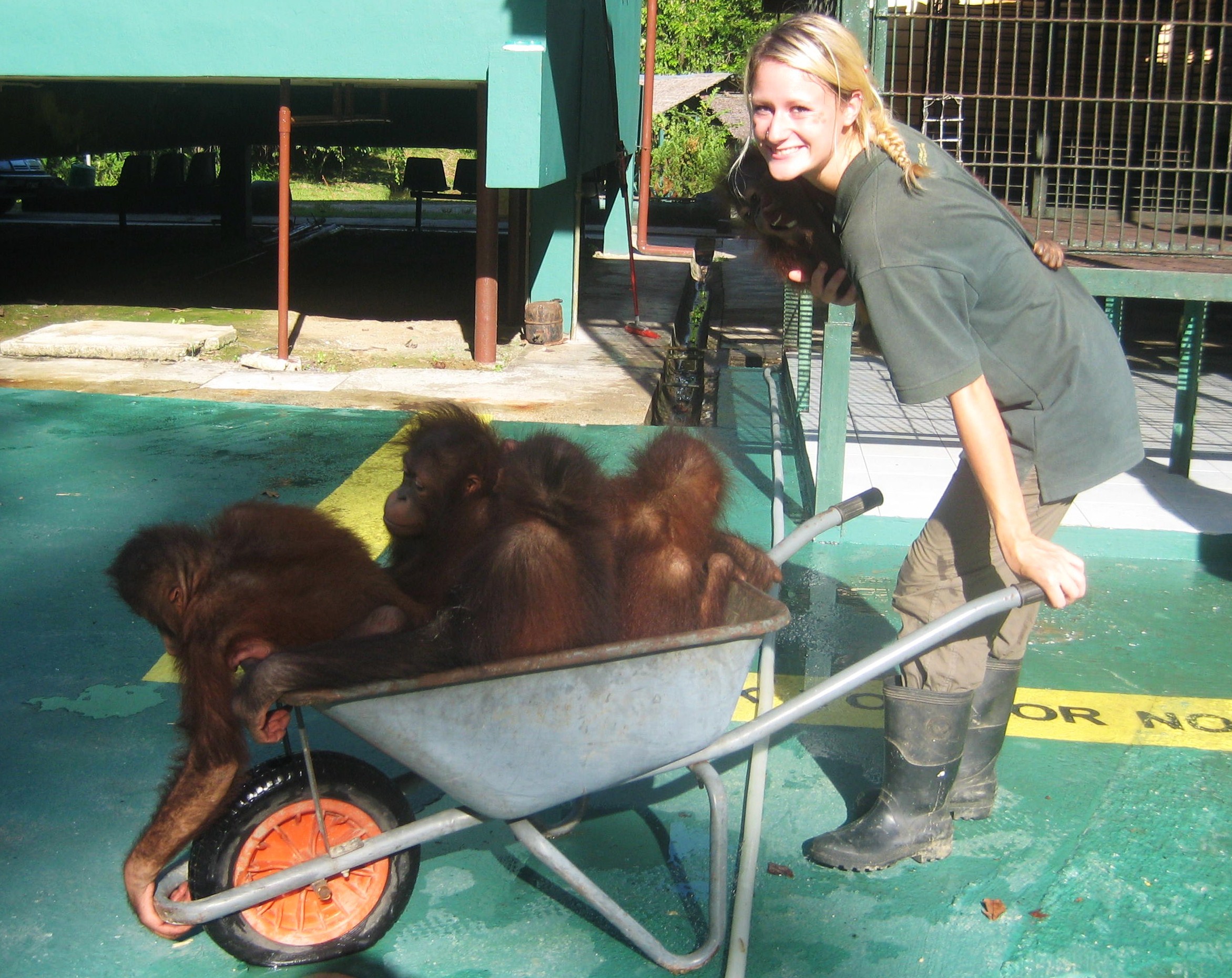Caring for orphaned Bornean orangutans (Pongo pygmaeus) in Malaysia