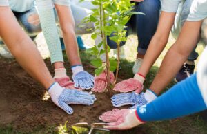 Team planting a tree