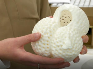 foraminefera