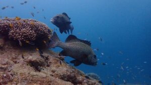 Sweetlips