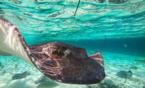 Stingray-Mark McClean