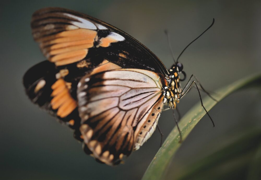 Why the UK’s butterflies are booming in 2025