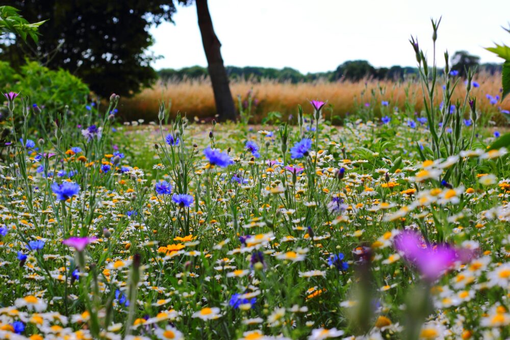 Photo of Blue and White Flowers Field