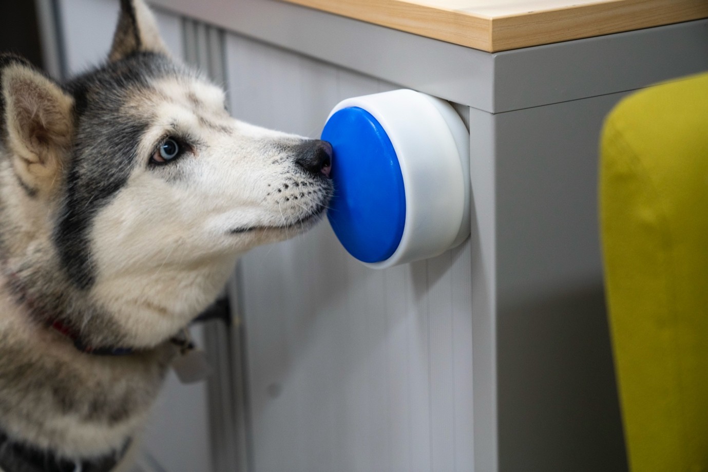 OU launches wireless button allowing dogs to control household appliances