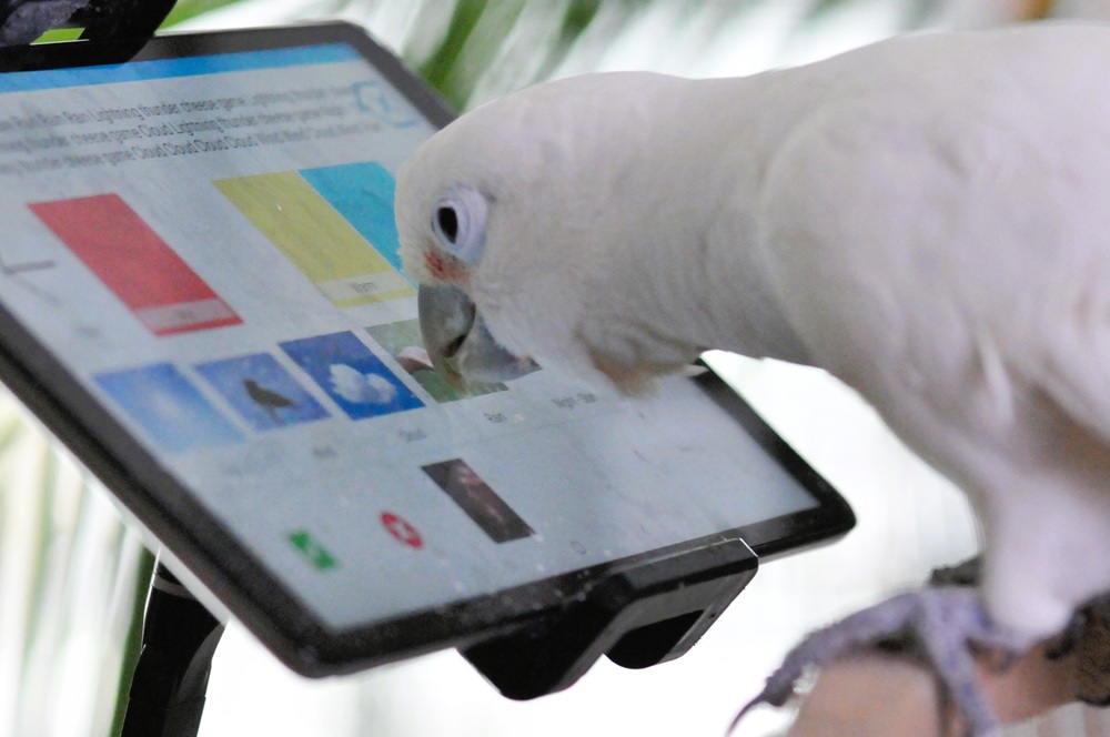 New research could aid human-to-parrot communication