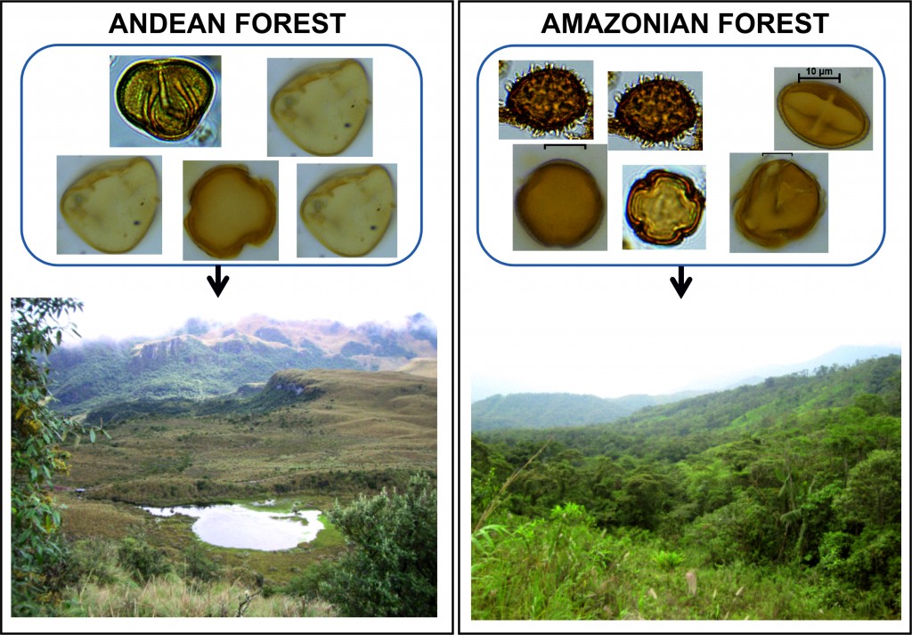 Figure 4. Tropical forests (Left: Andean highlands; Right: Amazonian rainforest) and the different pollen assemblages that characterise them.