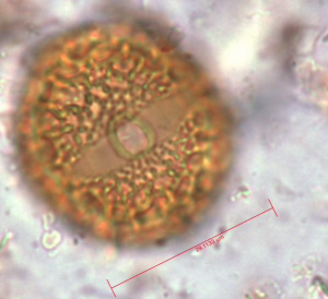 A pollen grain. Credit: Adele Julier.