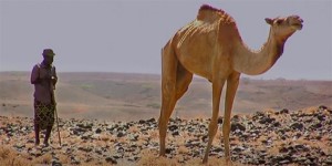 Development of the World's First Insurance for African Pastoralist Herders. Click link to view film. Length:  12 minutes.